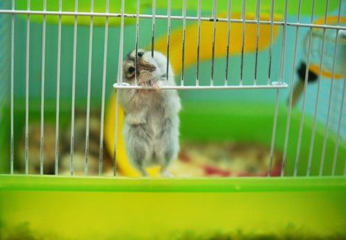 pets indoor hamster